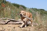 GOLDEN RETRIEVER 244